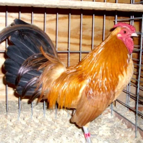 Nankin Bantams