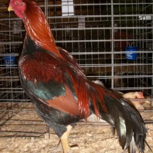 Black Breasted Red Aseel