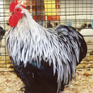 Birchen Cochin Bantam