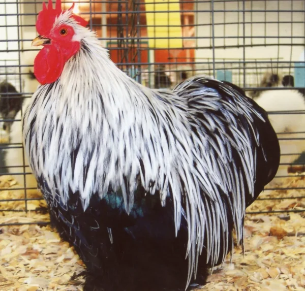 Birchen Cochin Bantam