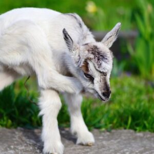 nigerian-dwarf-breeder-toronto-buckling-doeling-doe-doeling-canada-860x500 Nigerian Dwarf