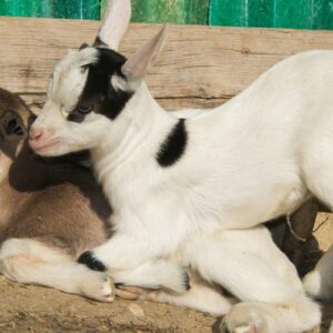 nigerian-dwarf-goat-breeder-barrie-ontario-organic-kids-doeling-does-buckling-860x500 Nigerian Dwarf