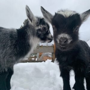 nigerian-dwarf-goat-kids-doelings-bucklings-sale Nigerian Dwarf