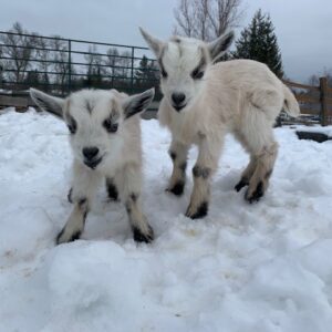 nigerian-dwarf-goats-does-bucklings-goats-sale Nigerian Dwarf