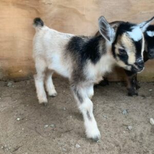 nigerian-dwarf-goats-kids-bucklings-doeings-860x500 Nigerian Dwarf