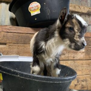 nigerian-dwarf-kids-doelings-bucklings-sale-dwarf Nigerian Dwarf